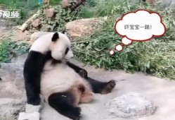 今日动物爆料最新消息视频,揭秘神奇动物世界新发现